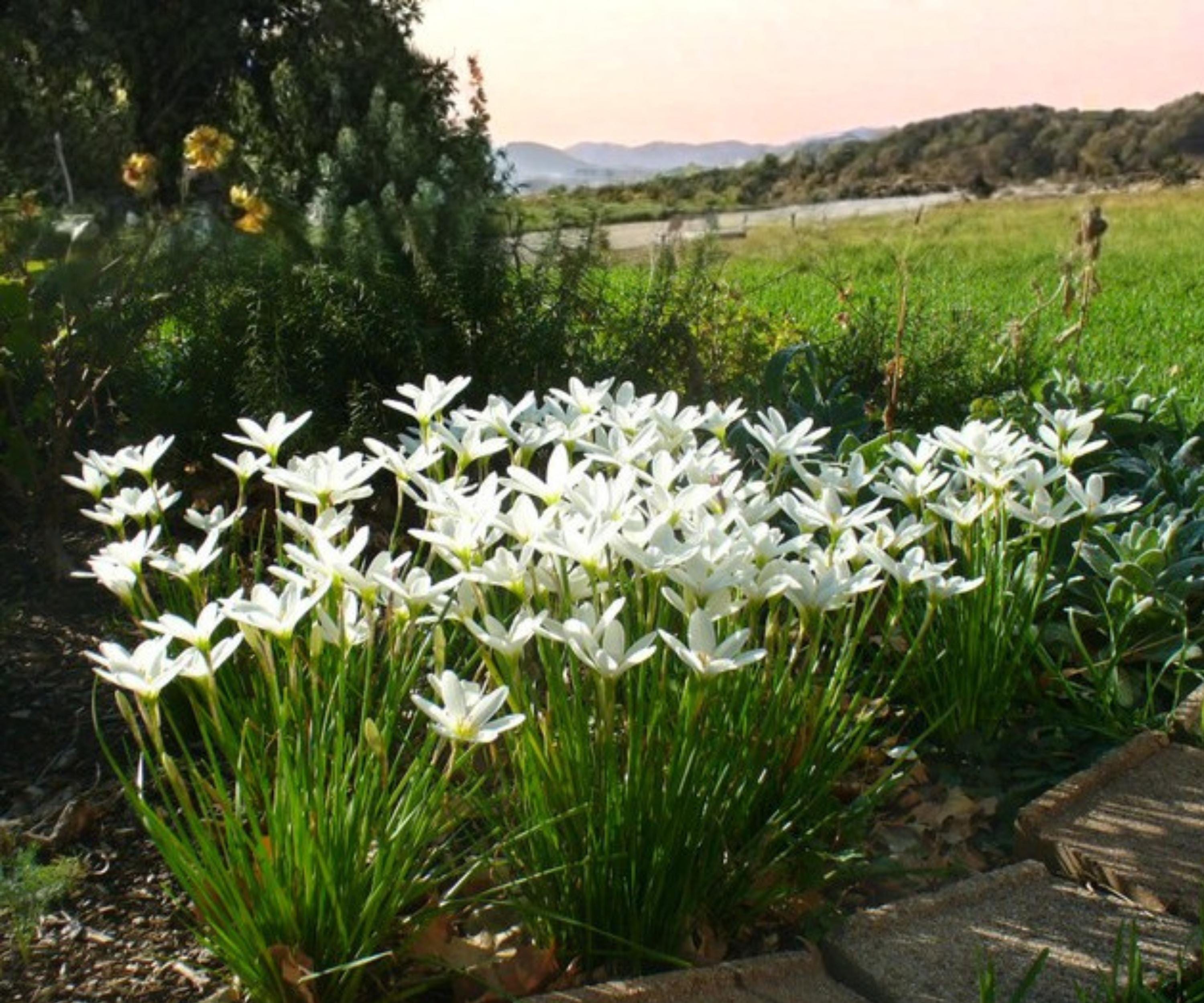 White Zephyr Lily Live Pond Plant, Tropical Aquatic Marginal Flower, Zephyranthes candida, Water Garden, Bog Plant