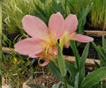 Peach Delight Canna Live Pond Plant – Tropical Marginal Flower Garden Bog Variety – Canna ‘Peach Delight’