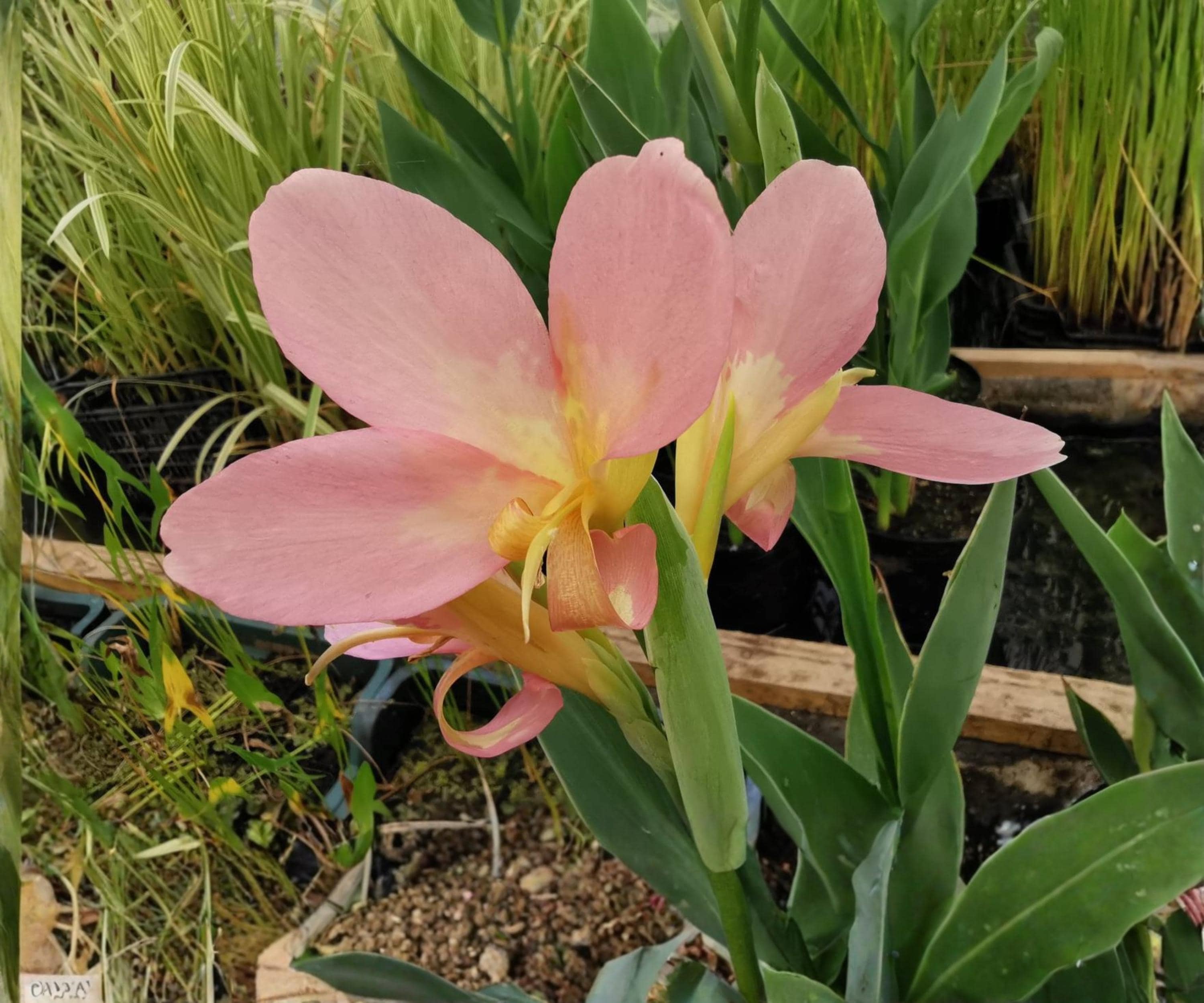 Peach Delight Canna Live Pond Plant – Tropical Marginal Flower Garden Bog Variety – Canna ‘Peach Delight’