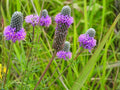 Purple Prairie Clover Seeds – Heirloom Non-GMO Wildflower Planting Dalea purpurea, Native Prairie Flower Seeds for Garden