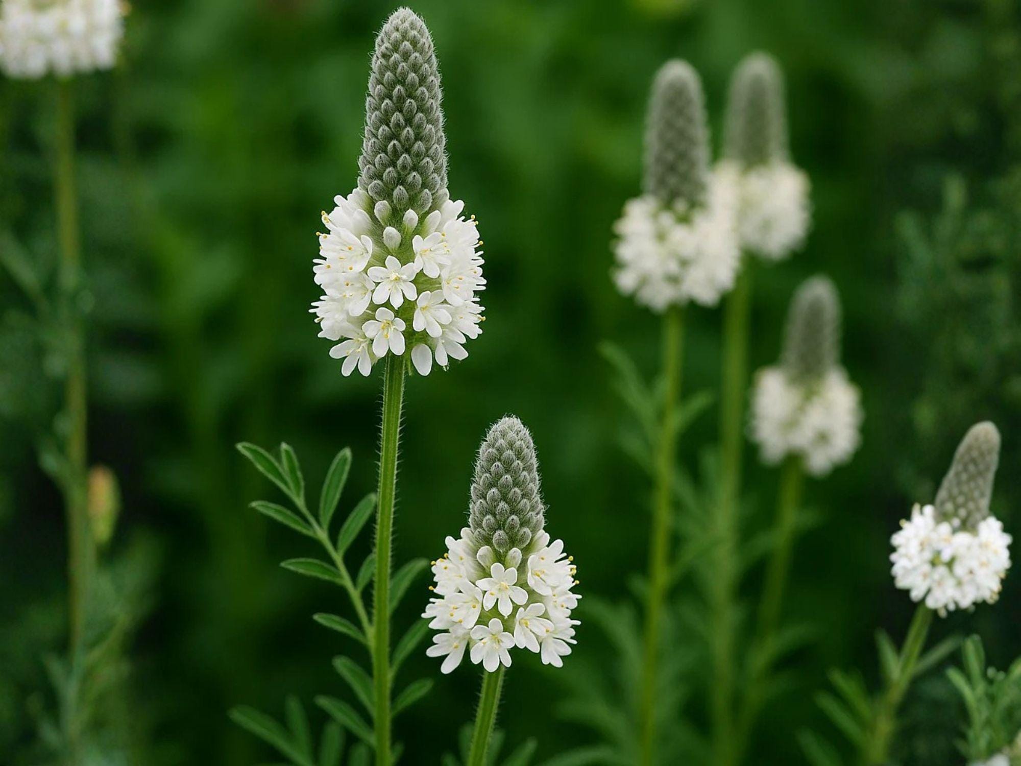 Dalea candida White Prairie Clover Seeds – Heirloom Non-GMO Native Wildflower for Prairie Gardens & Natural Landscapes