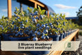 2 Blueray Blueberry Live Plant Seedlings – Fruit-Bearing Vaccinium corymbosum Bush for Garden, Backyard, Outdoor Planting