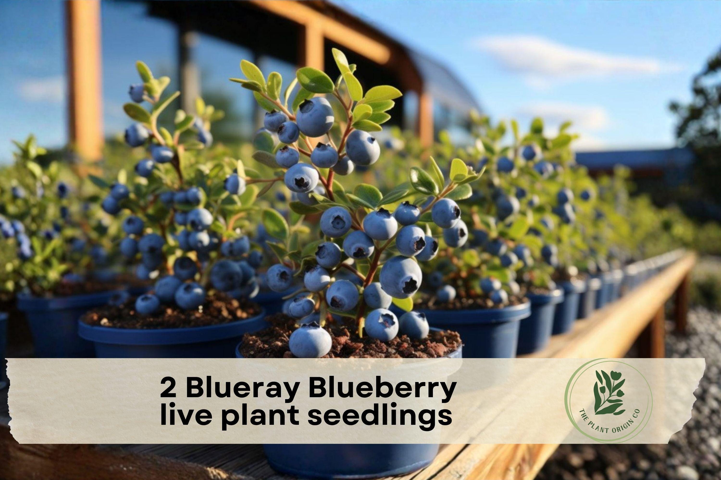 2 Blueray Blueberry Live Plant Seedlings – Fruit-Bearing Vaccinium corymbosum Bush for Garden, Backyard, Outdoor Planting