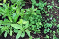Vietnamese Culantro Seeds, Eryngium foetidum, Culinary Herb, Tropical Perennial, Long Serrated Leaves, Ngo Gai Herb, 100 Seeds