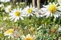 False Aster Seeds – Boltonia asteroides, White Daisy-Like Flowers, Perennial Garden Plant, Meadow & Border Plant, 100 Seeds