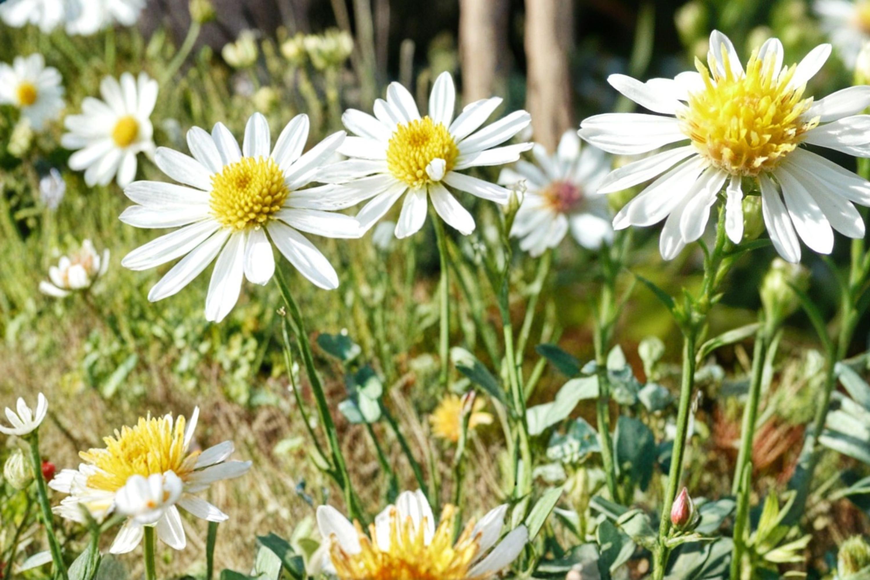 False Aster Seeds – Boltonia asteroides, White Daisy-Like Flowers, Perennial Garden Plant, Meadow & Border Plant, 100 Seeds