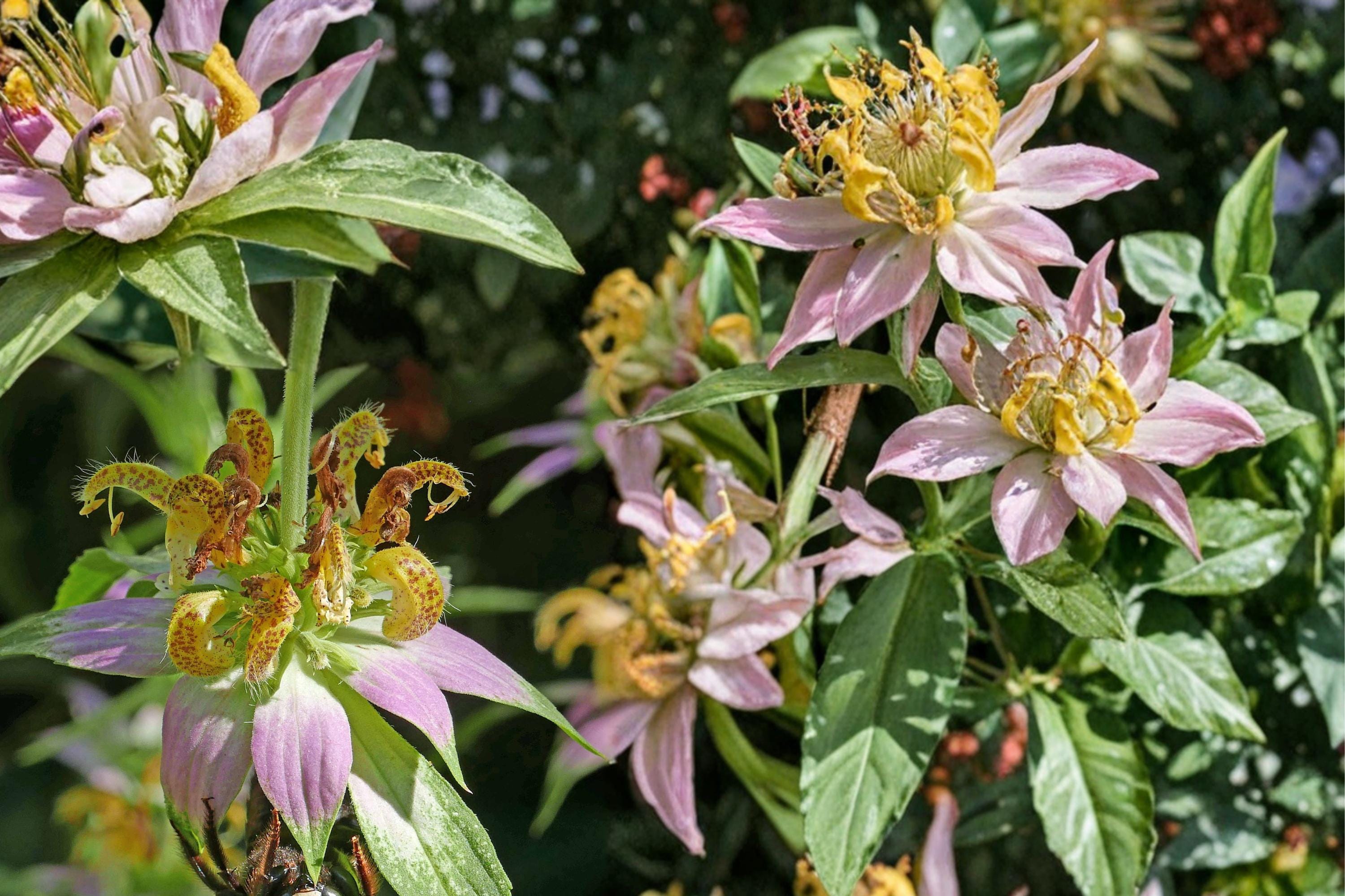 Spotted Bee Balm Seeds – Monarda punctata – Yellow Flowers with Purple Spots – Pollinator-Friendly Herbaceous Annual/Perennial