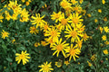 Golden Ragwort Seeds – Packera aurea, Bright Yellow Daisy-Like Flowers, Native Perennial for Shade Gardens, Woodland, Moist Soil