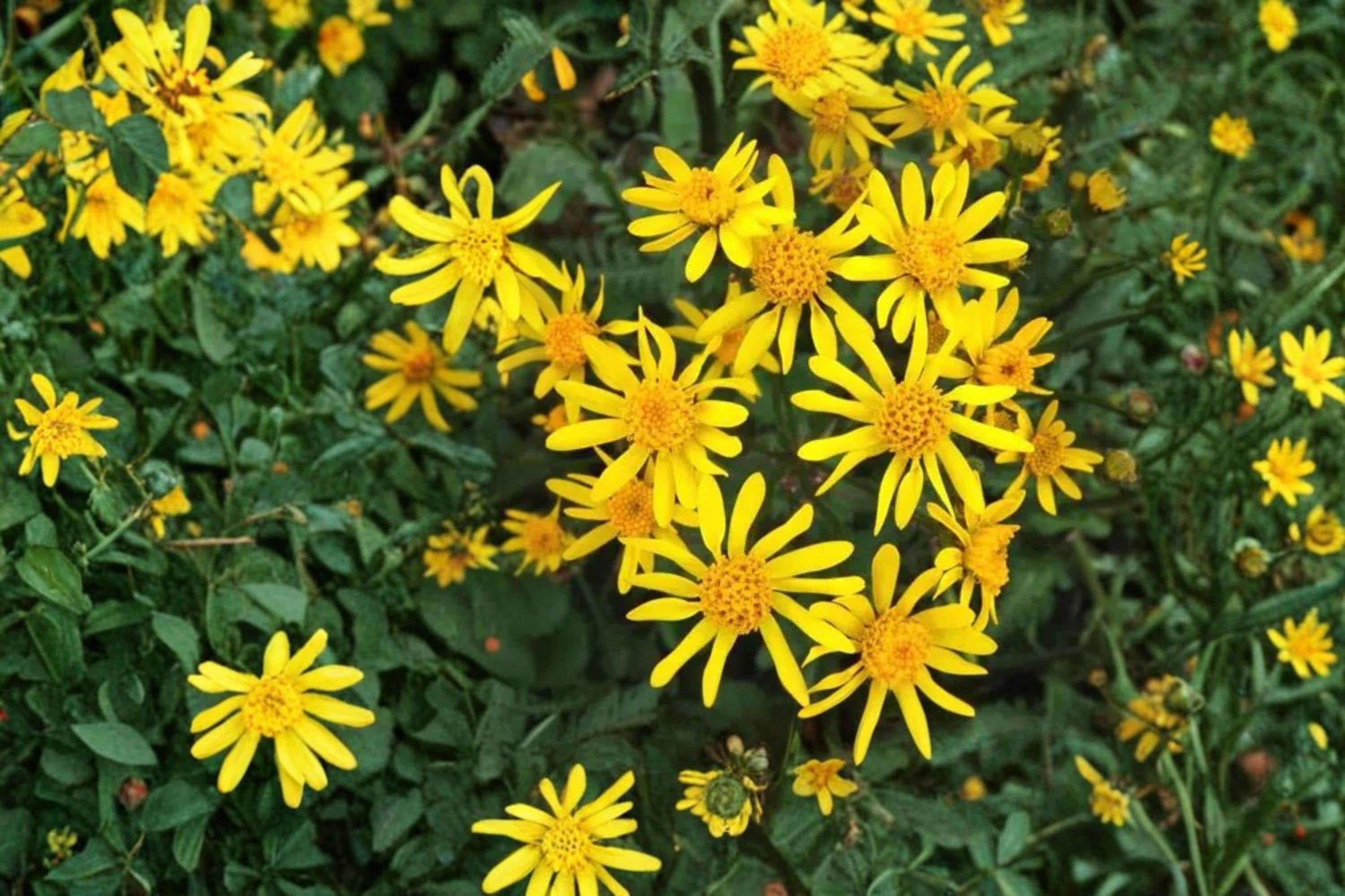 Golden Ragwort Seeds – Packera aurea, Bright Yellow Daisy-Like Flowers, Native Perennial for Shade Gardens, Woodland, Moist Soil