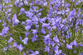 Harebells Seeds 100 Pack – Campanula rotundifolia Blue Wildflower Perennial for Rock Gardens & Borders