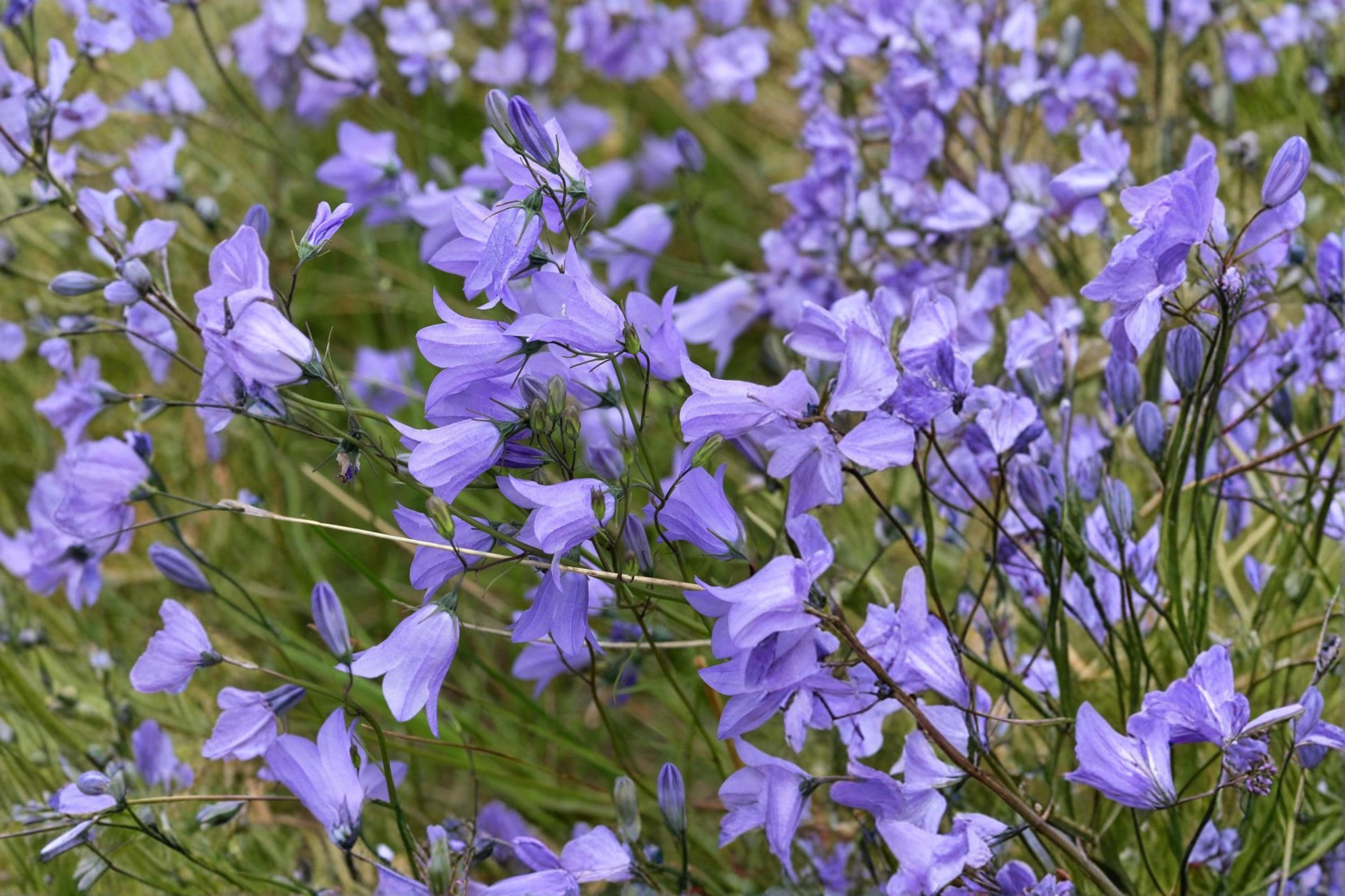 Harebells Seeds 100 Pack – Campanula rotundifolia Blue Wildflower Perennial for Rock Gardens & Borders