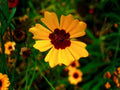 Coreopsis basalis Golden Wave Tickseed Seeds – Heirloom Non-GMO Wildflower Garden Seeds for Pollinator Gardens, Borders & Flower Beds