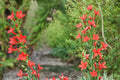 Standing Cypress Seeds – Ipomopsis rubra, Bright Red Tubular Flowers, Wildflower Garden, Pollinator Plant, 100 Seeds