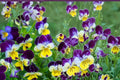 Johnny Jump Up Seeds – Viola tricolor, Tricolor Flower, Border & Container Plant, 100 Seeds