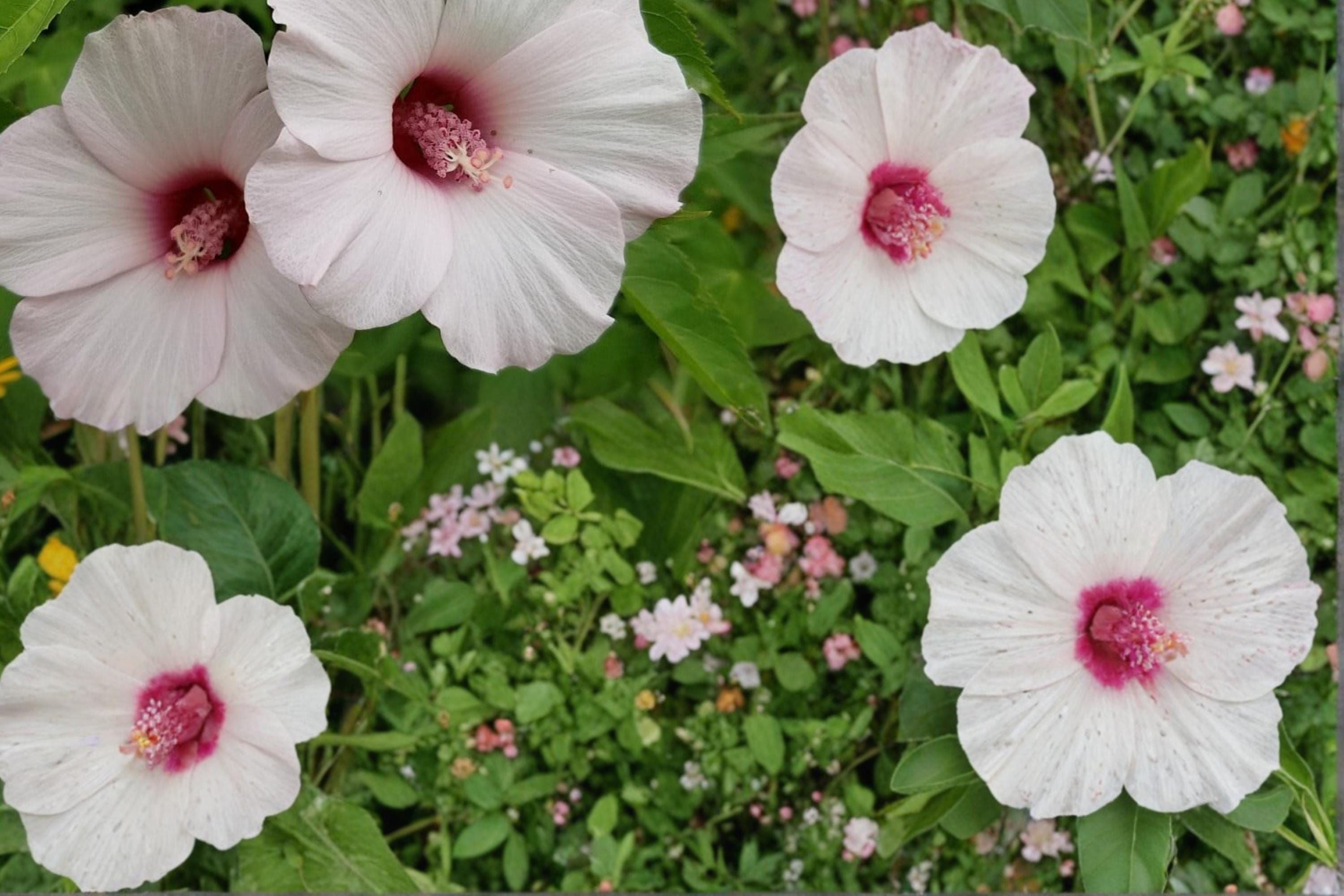 Rose Mallow Seeds – Hibiscus militaris, Moisture-Loving Perennial with Pink to White Flowers, Wetland and Garden Plant