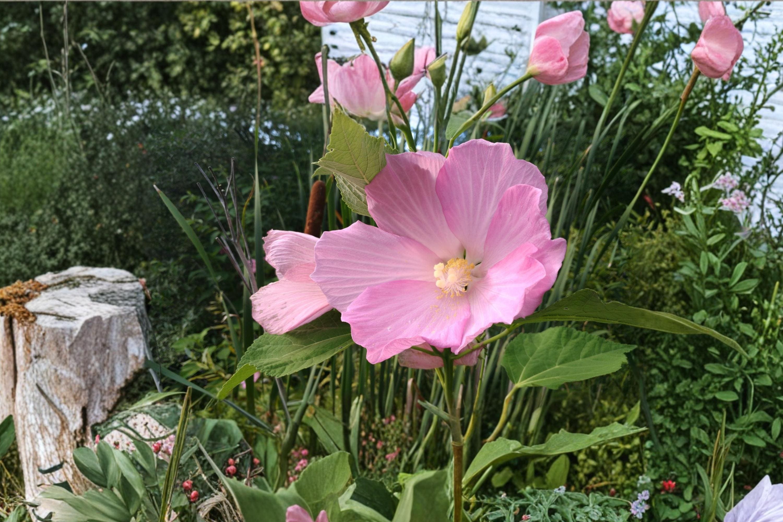 Swamp Rose Mallow Seeds – Hibiscus moscheutos – Native Perennial with Large Pink, Red, White Flowers for Wetlands & Moist Gardens