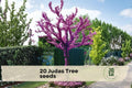 20 Judas Tree Seeds Cercis spp. Ornamental Flowering Tree for Garden & Bonsai Pink Blooms
