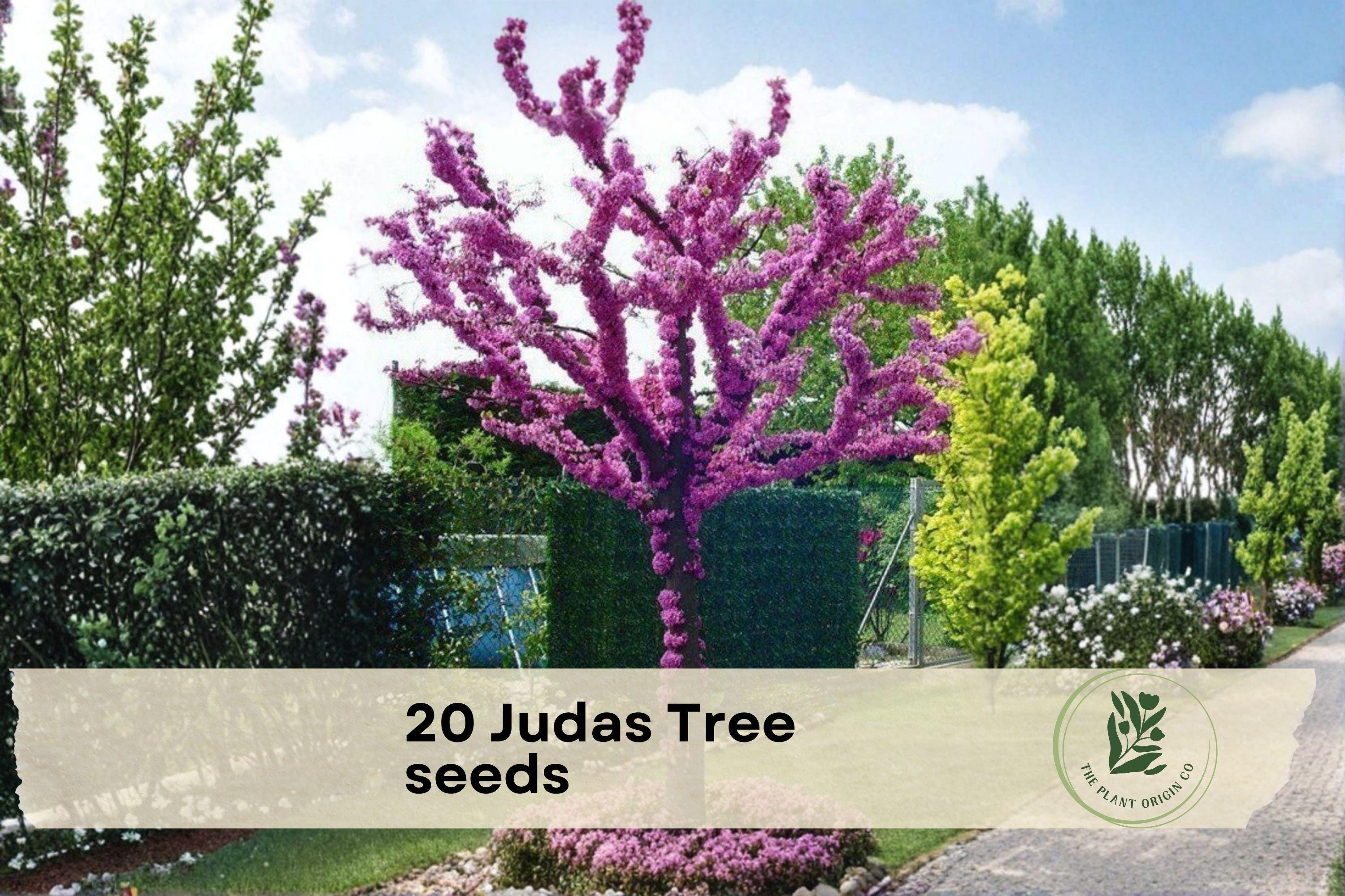 20 Judas Tree Seeds Cercis spp. Ornamental Flowering Tree for Garden & Bonsai Pink Blooms