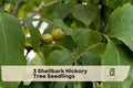 Shellbark Hickory Tree Seedlings – Live Carya laciniosa Nut-Producing Deciduous Trees, 3 Plants for Landscaping and Edible Nuts