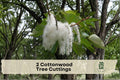 Cottonwood Tree Cuttings - 2 Fresh Populus spp. Deciduous Shade & Privacy Trees for Outdoor Planting