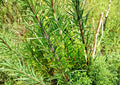 50+ Rosemary Seeds, Culinary Herb, Evergreen, Non-GMO, Heirloom, Container Garden, Aromatic, Kitchen Herb, Rosmarinus officinalis