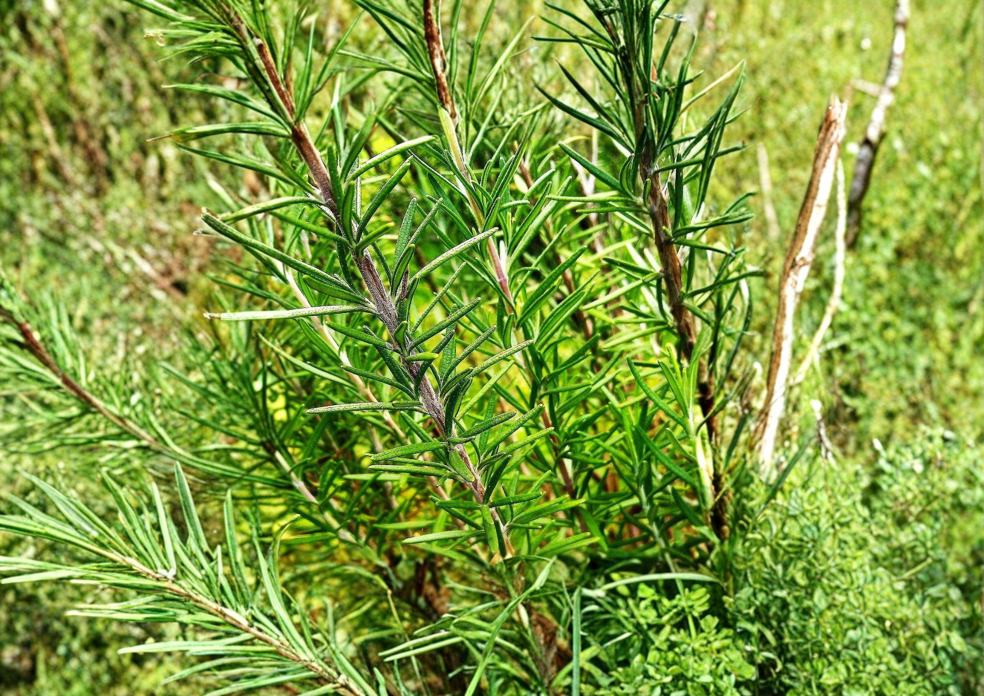 50+ Rosemary Seeds, Culinary Herb, Evergreen, Non-GMO, Heirloom, Container Garden, Aromatic, Kitchen Herb, Rosmarinus officinalis