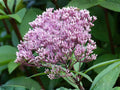 Eutrochium fistulosum Joe Pye Weed Seeds – Heirloom Non-GMO Native Wildflower for Pollinator Garden, Home Garden, Natural Landscape