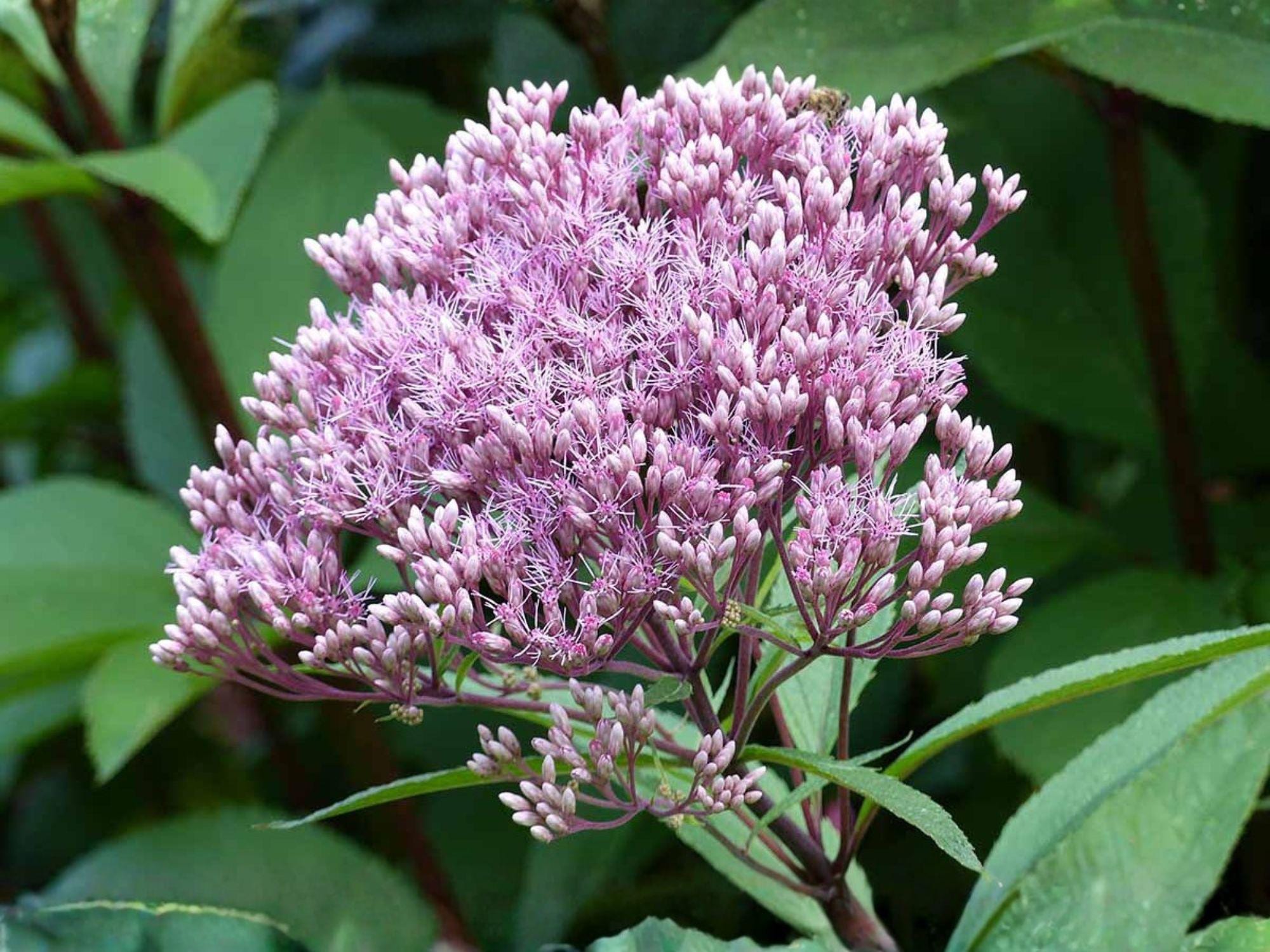 Eutrochium fistulosum Joe Pye Weed Seeds – Heirloom Non-GMO Native Wildflower for Pollinator Garden, Home Garden, Natural Landscape