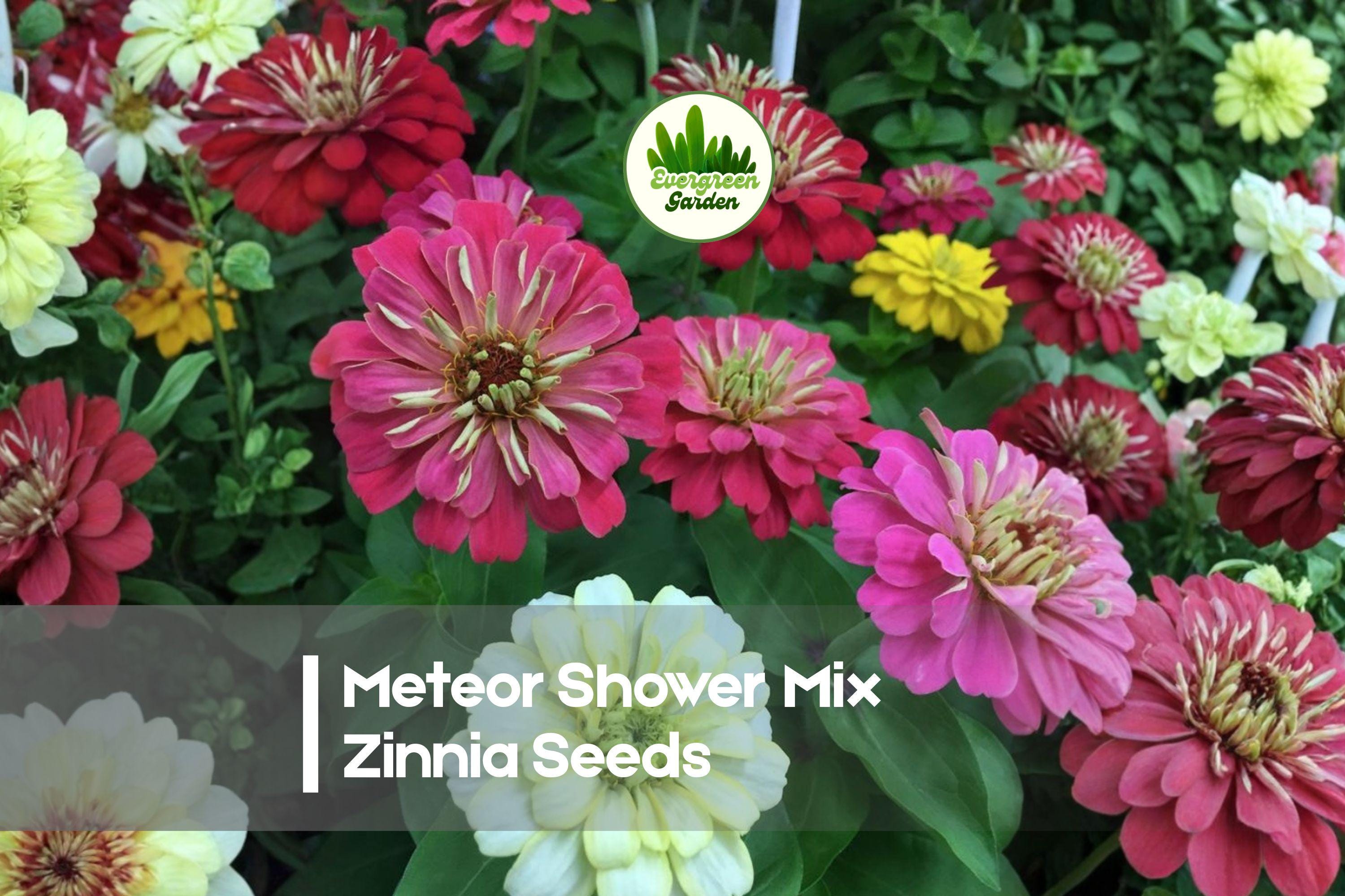 Meteor Shower Mix Zinnia Seeds - Bright Starburst Blooms, Annual Flower for Borders, Containers & Pollinator Gardens, Zinnia elegans