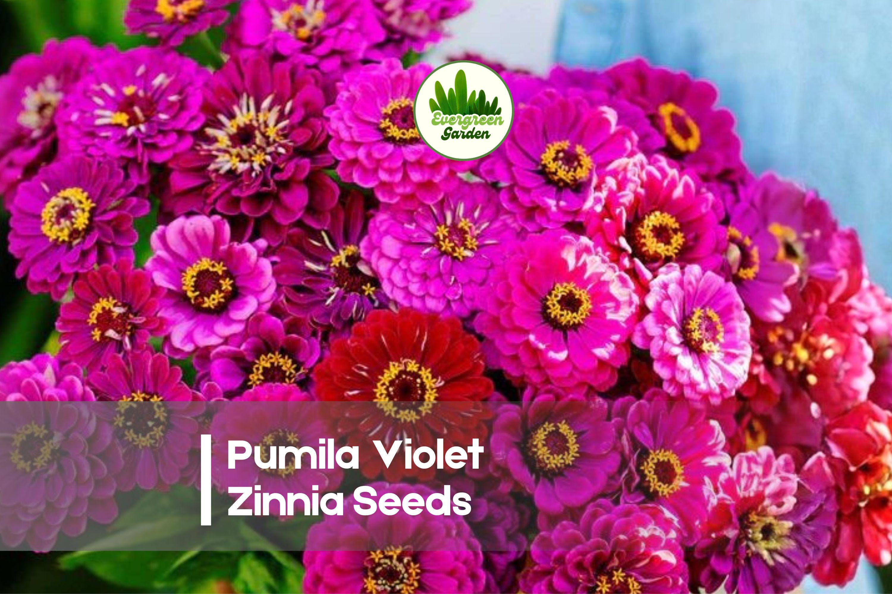 100 Pumila Violet Zinnia Seeds – Vibrant Purple Blooms, Compact Annual, Zinnia elegans for Borders, Containers & Pollinator Gardens
