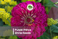 Purple Prince Zinnia Seeds – Deep Purple, Fully Double Flowers, Annual, Zinnia elegans, for Borders, Cuttings & Pollinator Gardens