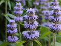 Downy Wood Mint Seeds – Heirloom Non-GMO Blephilia ciliata Native Wildflower for Pollinator Gardens and Native Landscapes