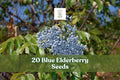 Blue Elderberry Seeds – Sambucus caerulea Berry Producing Shrub, Ornamental Blue Berries, Hardy Garden Plant, 20 Seeds