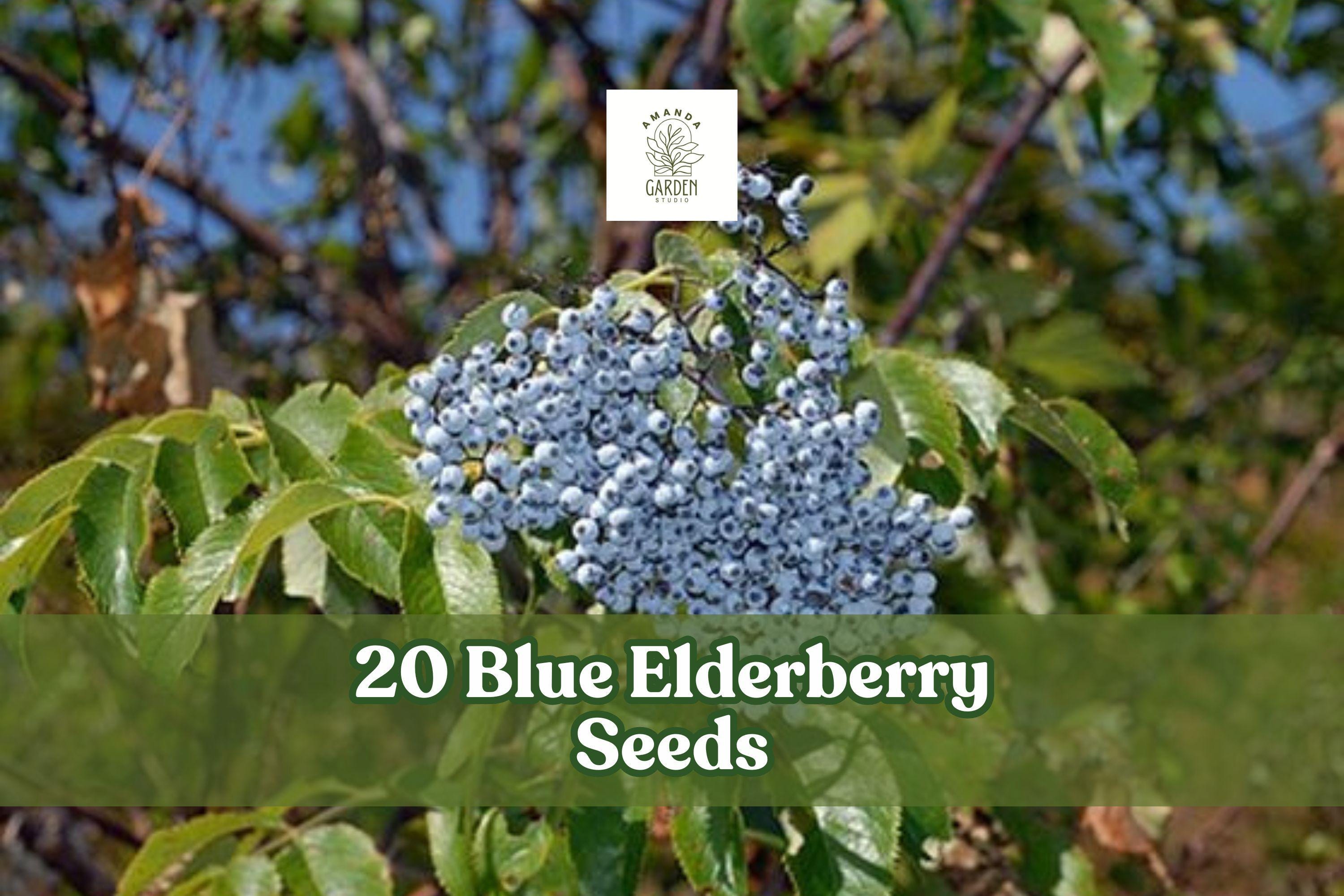 Blue Elderberry Seeds – Sambucus caerulea Berry Producing Shrub, Ornamental Blue Berries, Hardy Garden Plant, 20 Seeds