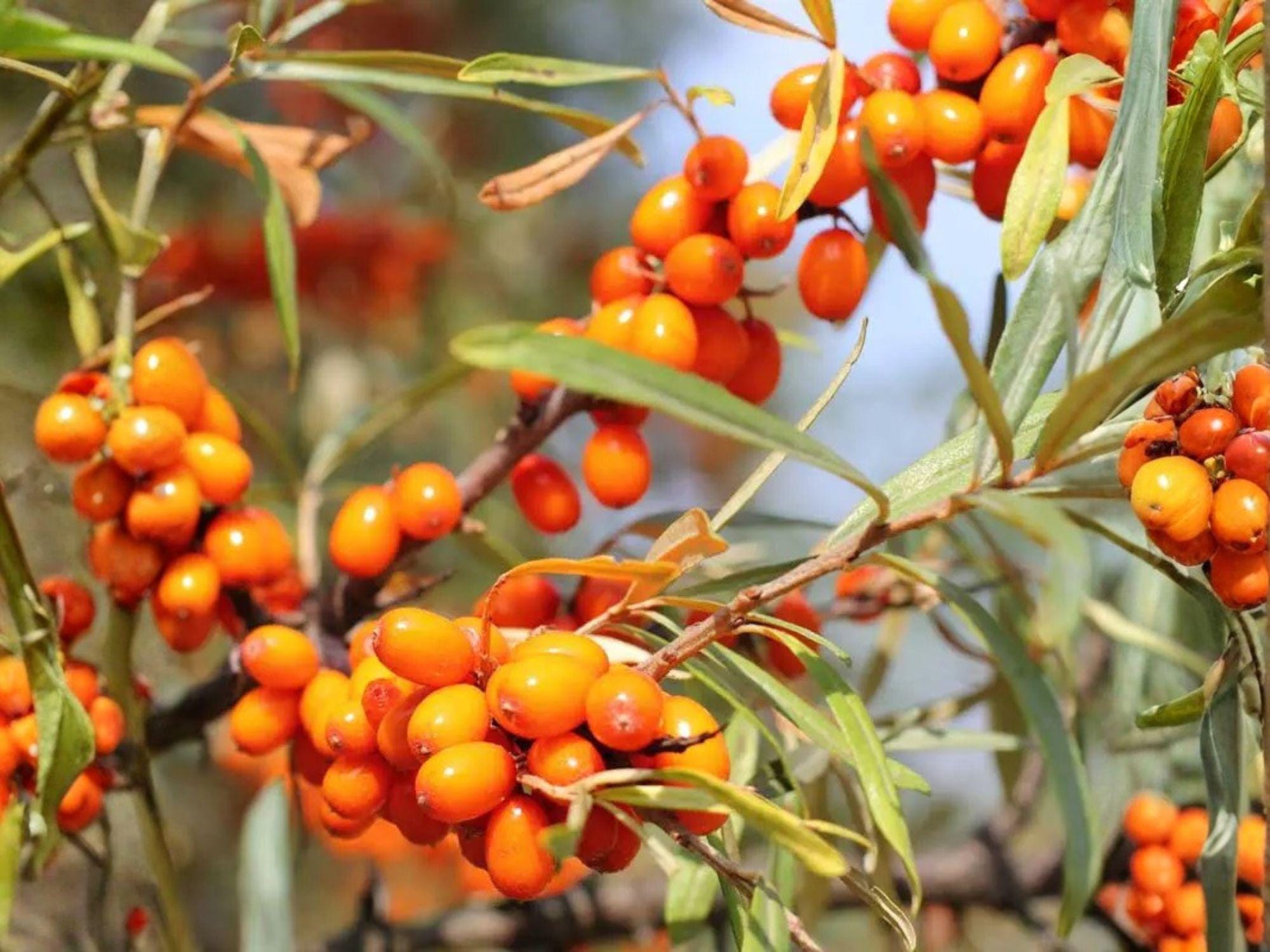 Sea Buckthorn Seeds - Heirloom Non-GMO Hippophae rhamnoides Hardy Shrub for Permaculture & Garden Planting