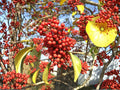 Heirloom Kurogane Holly Seeds, Round Leaf Evergreen Shrub, Ilex rotunda, Non-GMO, Garden Planting, Ornamental Landscaping