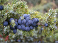 Common Juniper Seeds – Heirloom Evergreen Shrub for Landscaping, Hardy Garden Plant, Juniperus communis