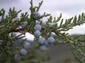 Rocky Mountain Juniper Seeds | Heirloom Non-GMO Evergreen Tree | Juniperus scopulorum | Garden Planting