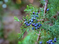 Eastern Red Cedar Seeds – Juniperus virginiana Heirloom Native Evergreen Tree for Garden, Landscaping & Windbreaks, 25 Seeds