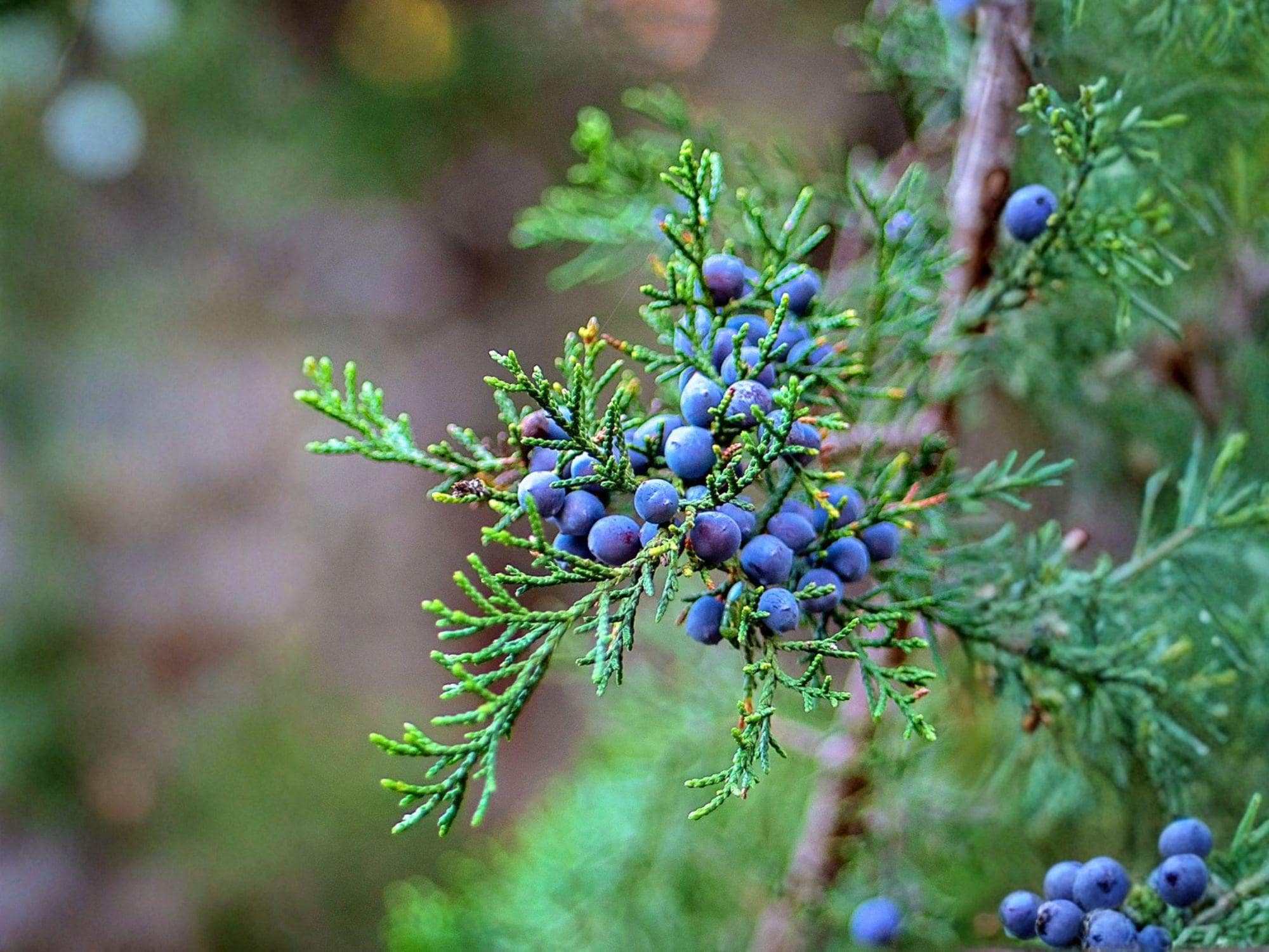 Eastern Red Cedar Seeds – Juniperus virginiana Heirloom Native Evergreen Tree for Garden, Landscaping & Windbreaks, 25 Seeds