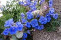 California Bluebells Seeds – Phacelia campanularia, Deep Blue Bell-Shaped Wildflower, Drought Tolerant, Full Sun, Well-Drained Soil