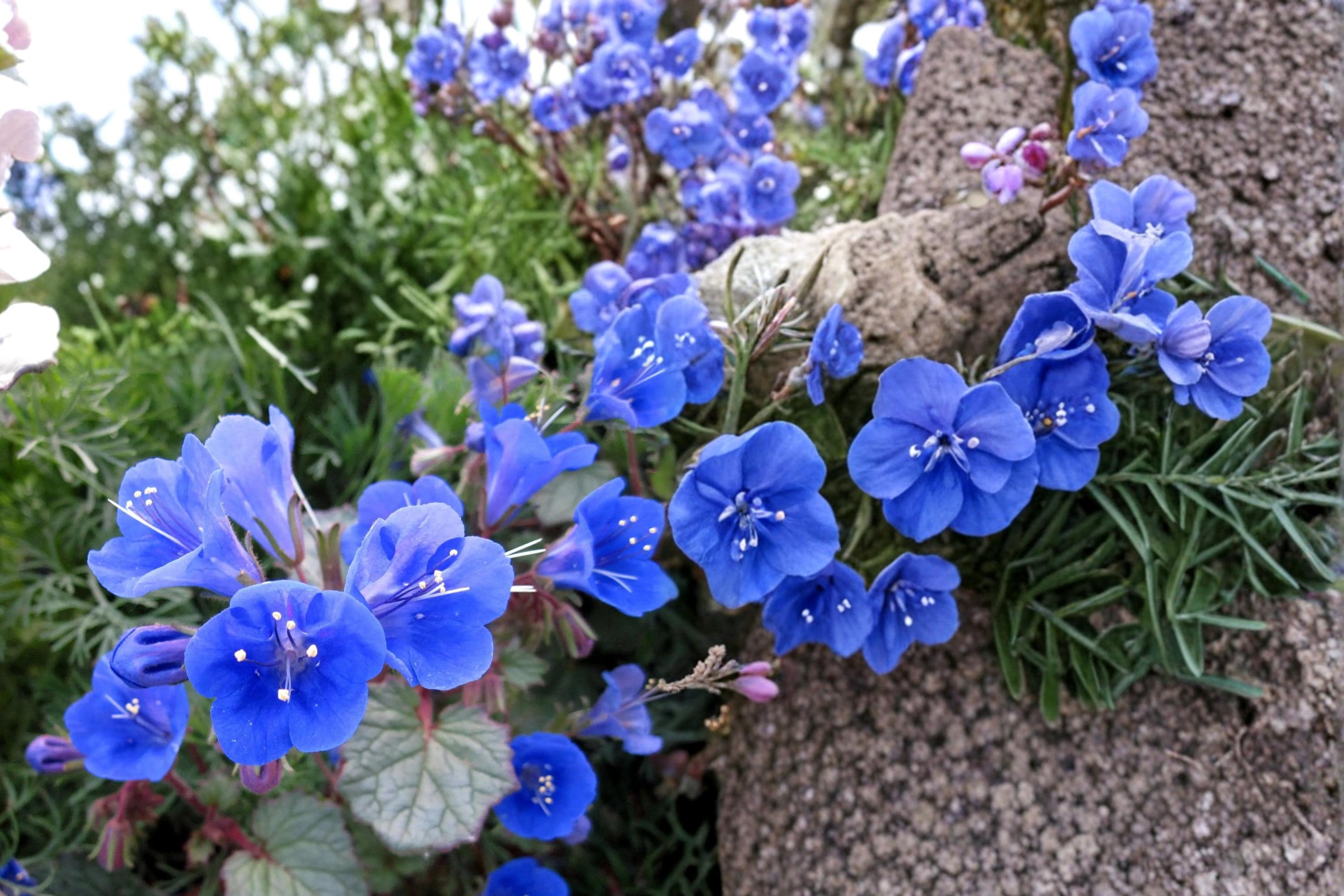 California Bluebells Seeds – Phacelia campanularia, Deep Blue Bell-Shaped Wildflower, Drought Tolerant, Full Sun, Well-Drained Soil