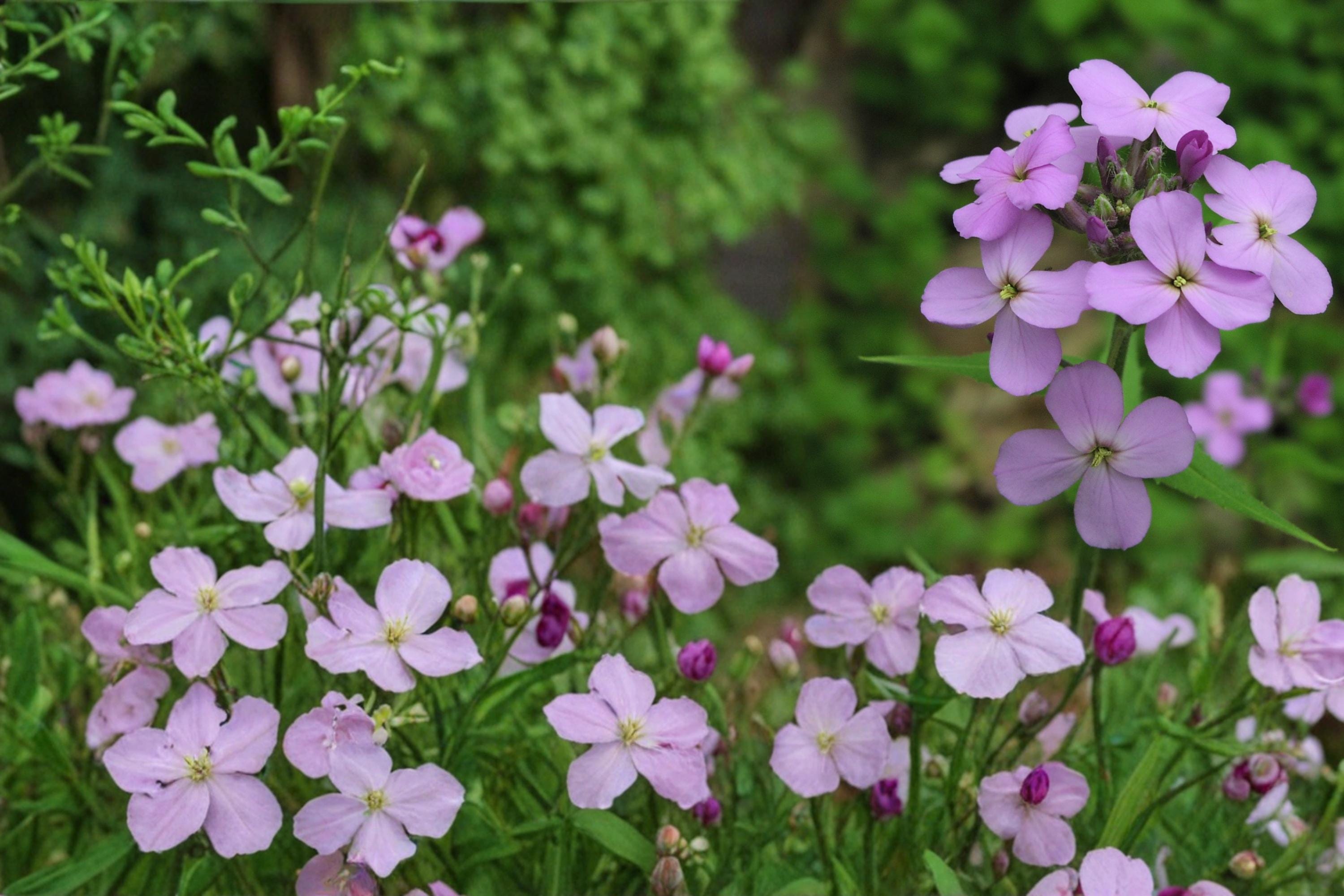 Dame’s Rocket Seeds 100 Pack – Hesperis matronalis – Fragrant Purple, Pink & White Flowers – Biennial Herbaceous Plant
