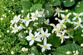 Virgin's Bower Seeds – Clematis virginiana Climbing Vine with Fragrant White Flowers, 50 Seeds