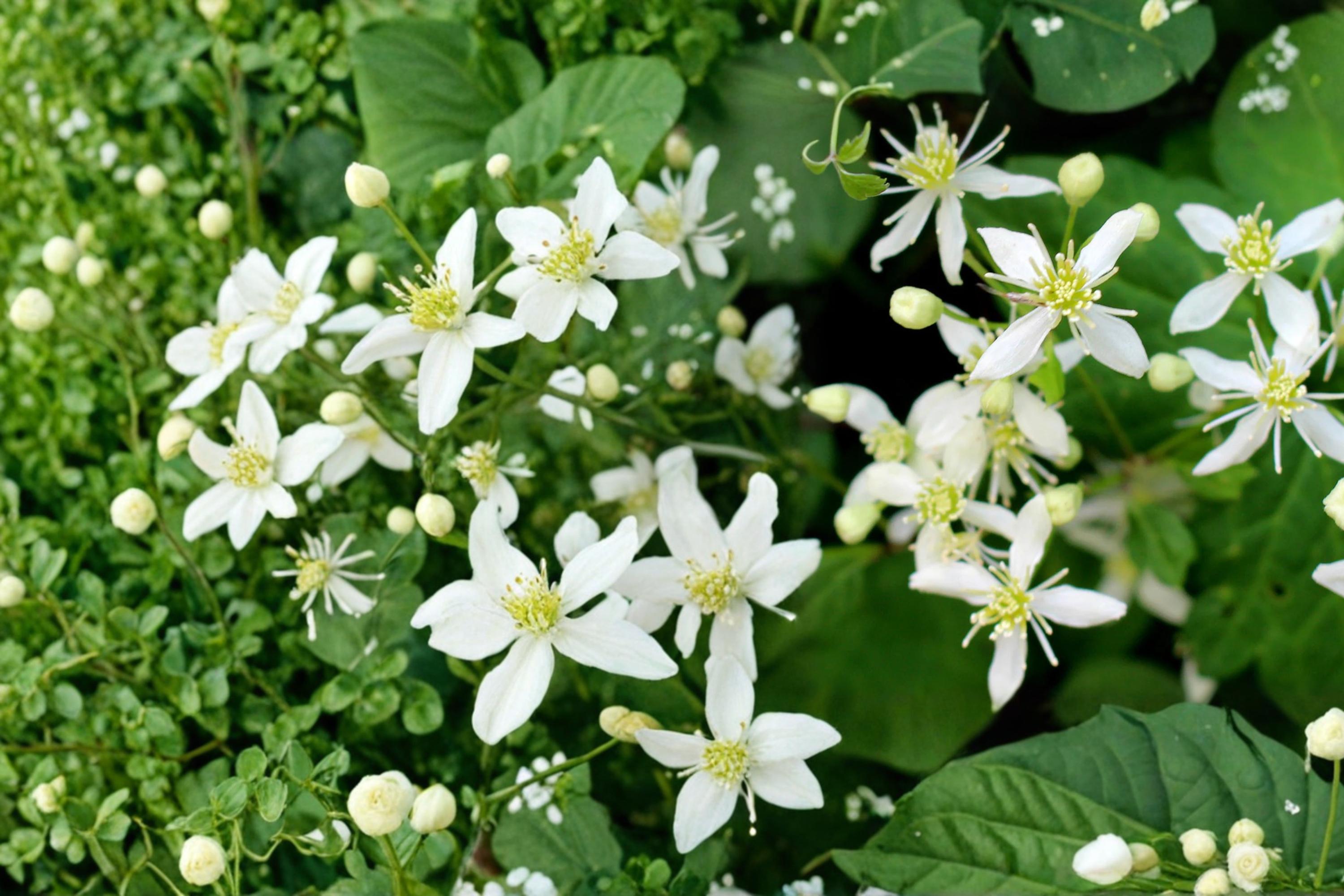 Virgin's Bower Seeds – Clematis virginiana Climbing Vine with Fragrant White Flowers, 50 Seeds