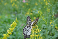 Yellow Sweet Clover Seeds – Melilotus officinalis Herbaceous Biennial Legume for Meadows & Naturalized Areas
