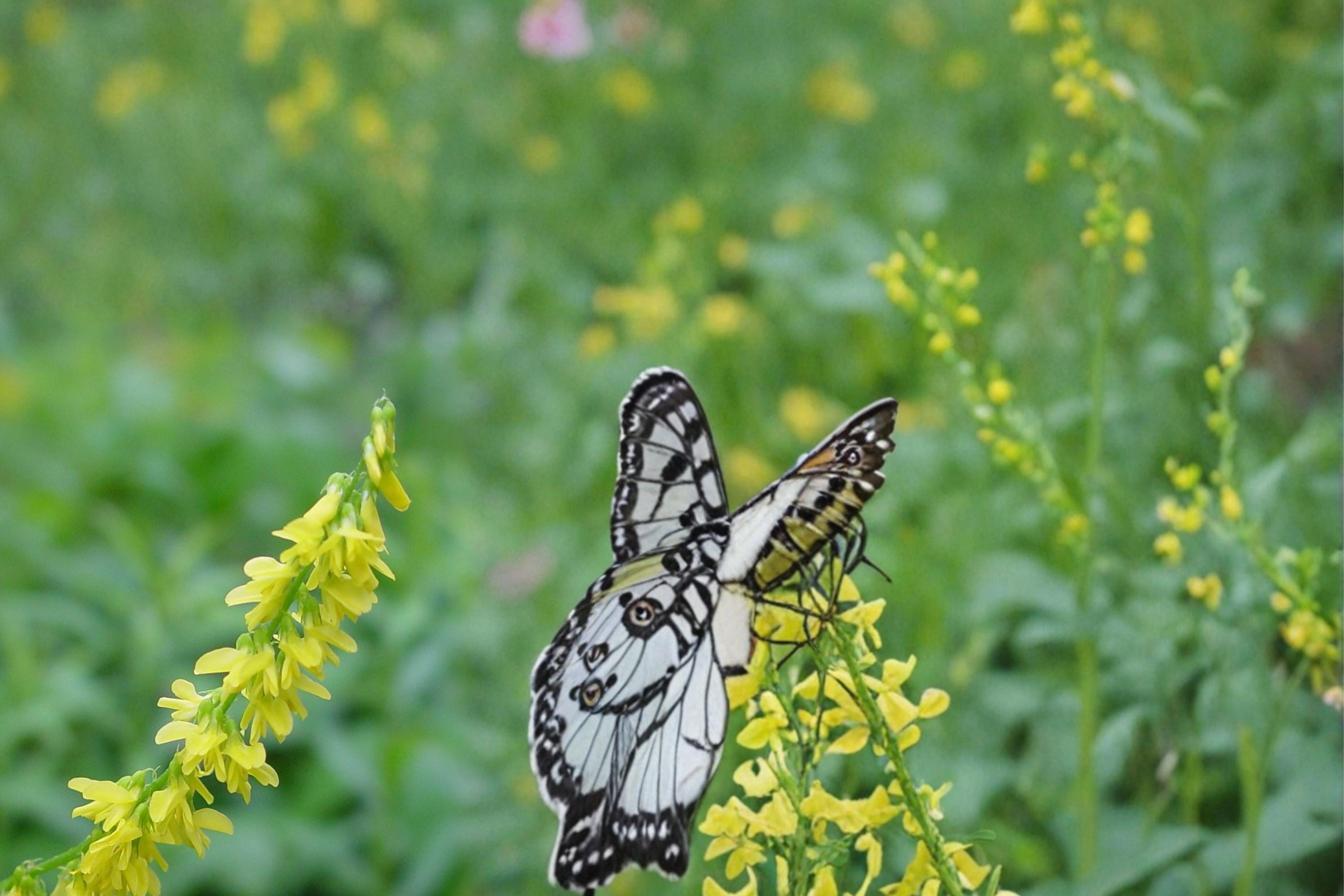 Yellow Sweet Clover Seeds – Melilotus officinalis Herbaceous Biennial Legume for Meadows & Naturalized Areas