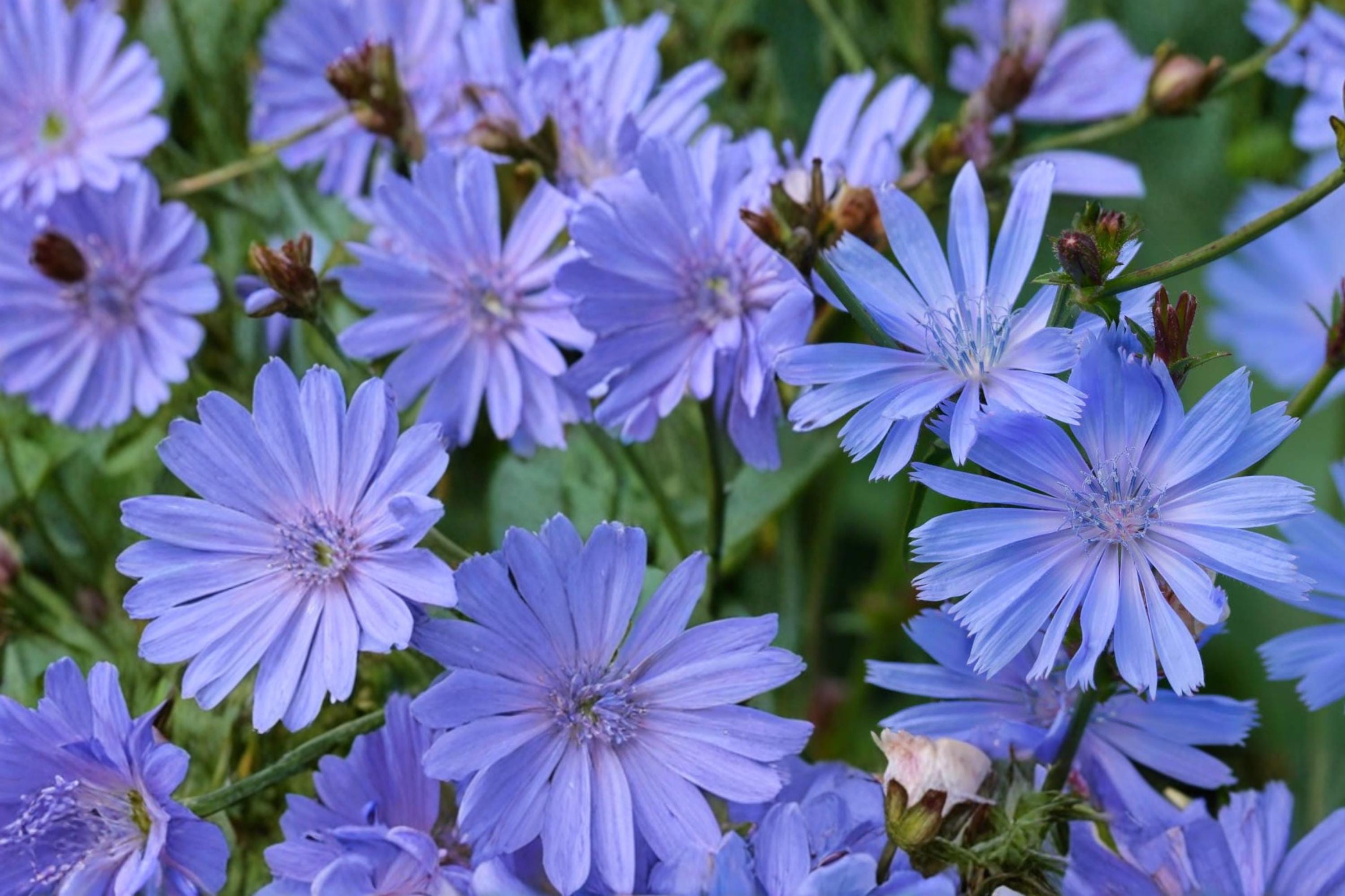 Blue Chicory Seeds – Herbaceous Perennial with Bright Blue Daisy Flowers – Cichorium intybus, Wildflower, Pollinator Plant