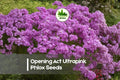 100+ Opening Act Ultrapink Phlox Seeds | Vibrant Pink Perennial Flower Seeds for Borders, Pollinator Gardens & Cut Flowers