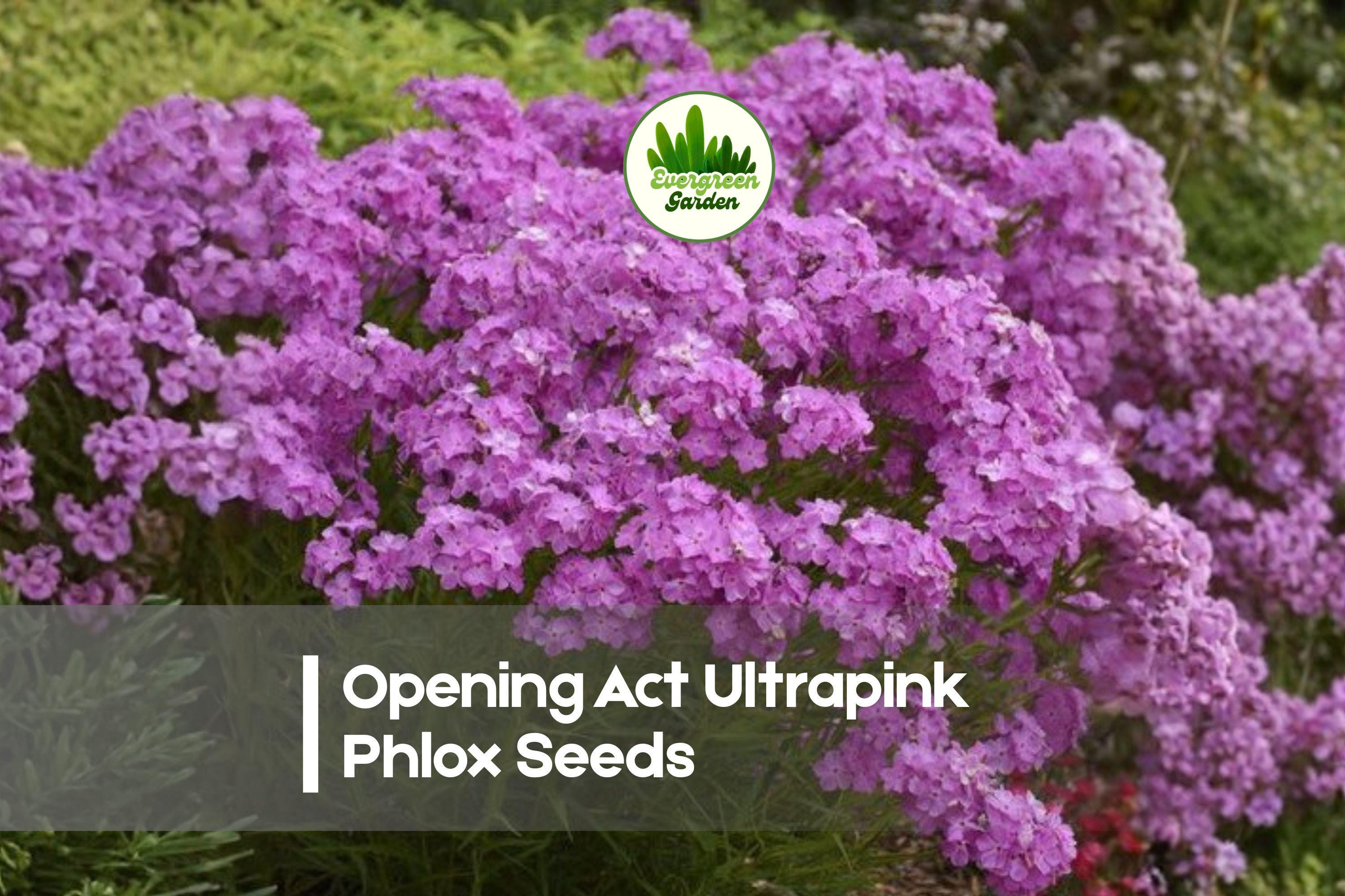 100+ Opening Act Ultrapink Phlox Seeds | Vibrant Pink Perennial Flower Seeds for Borders, Pollinator Gardens & Cut Flowers
